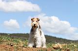 FOX TERRIER 133